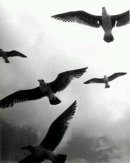 Common gull in flight